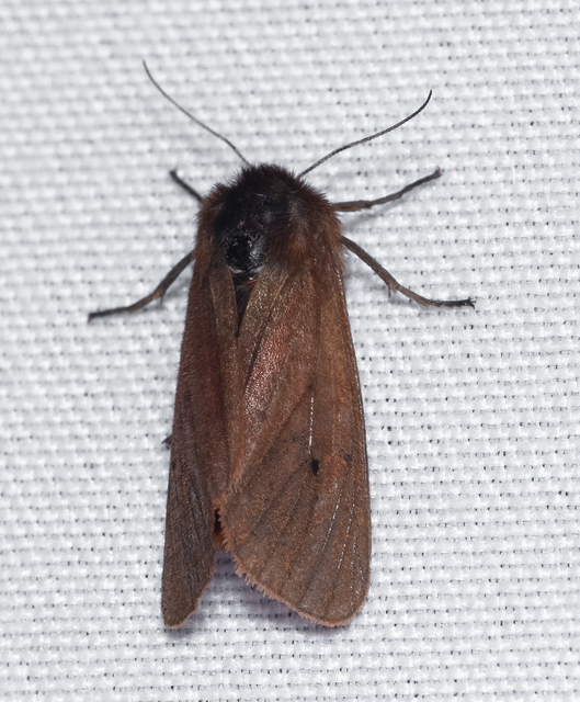 Phragmatobia fuliginosa - füstös medvelepke