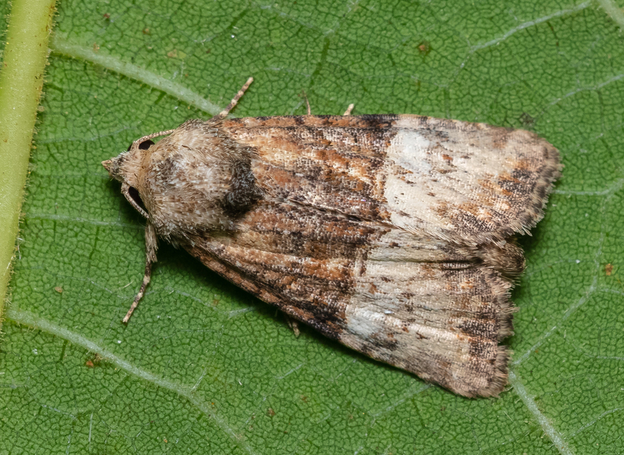 Mesoligia furuncula - kétszínű dudvabagoly