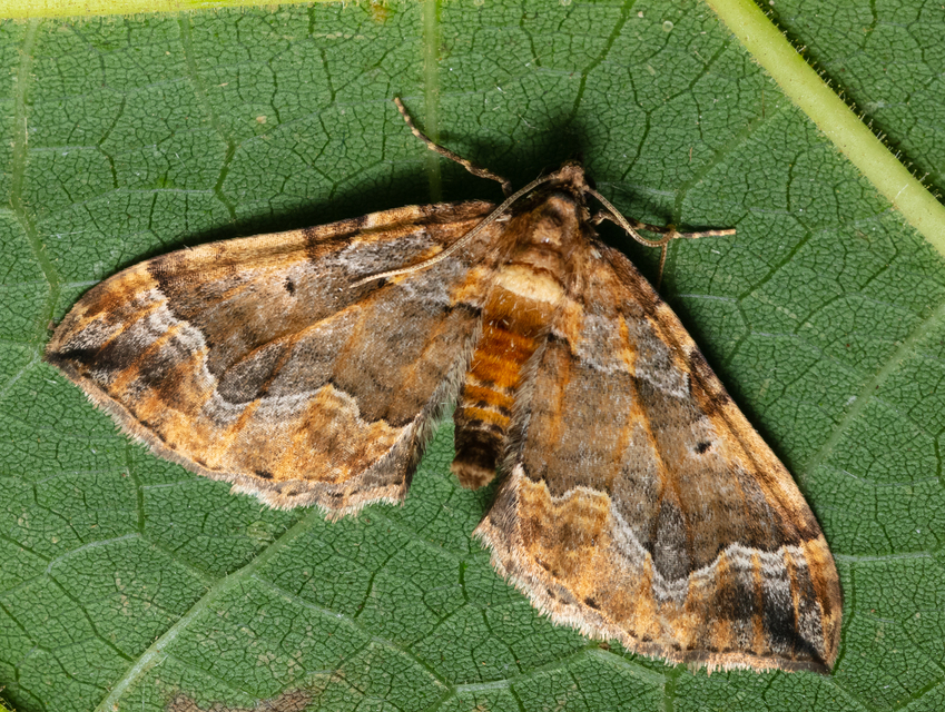 Pelurga comitata - nagy tarkaaraszoló