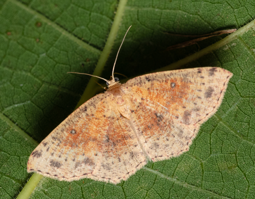 Cyclophora porata - körös pettyesaraszoló