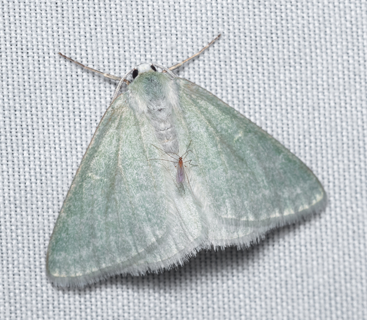 Pseudoterpna pruinata - hamvas zöldaraszoló