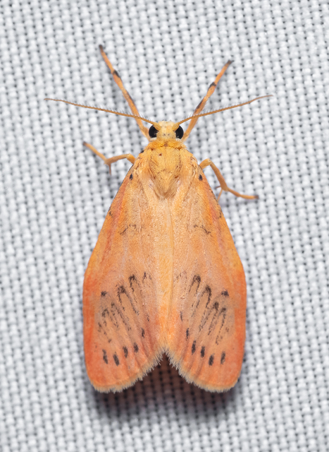 Miltochrista miniata - piros medvelepke
