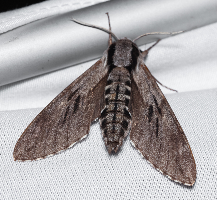 Hyloicus pinastri - fenyőszender