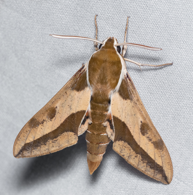 Hyles euphorbiae - kutyatejszender