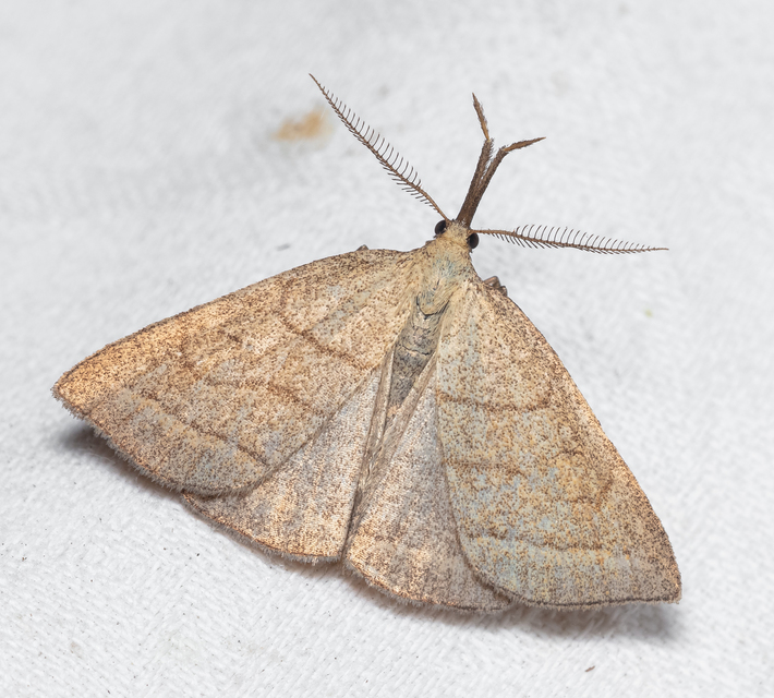 Polypogon tentacularia - sötétaljú karcsúbagoly