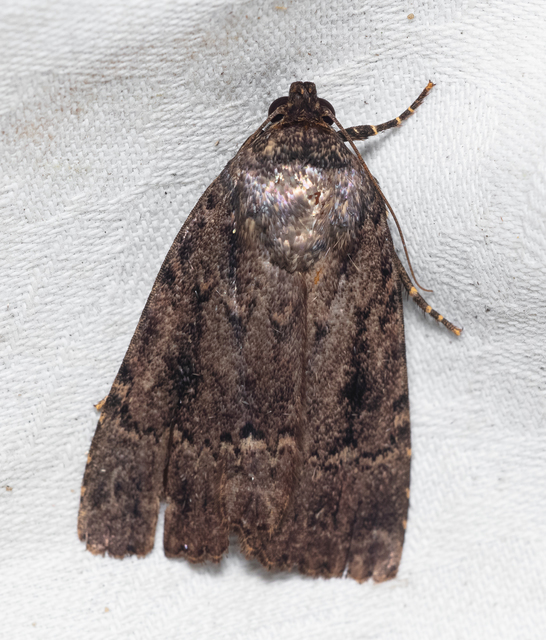 Amphipyra berbera/pyramidea