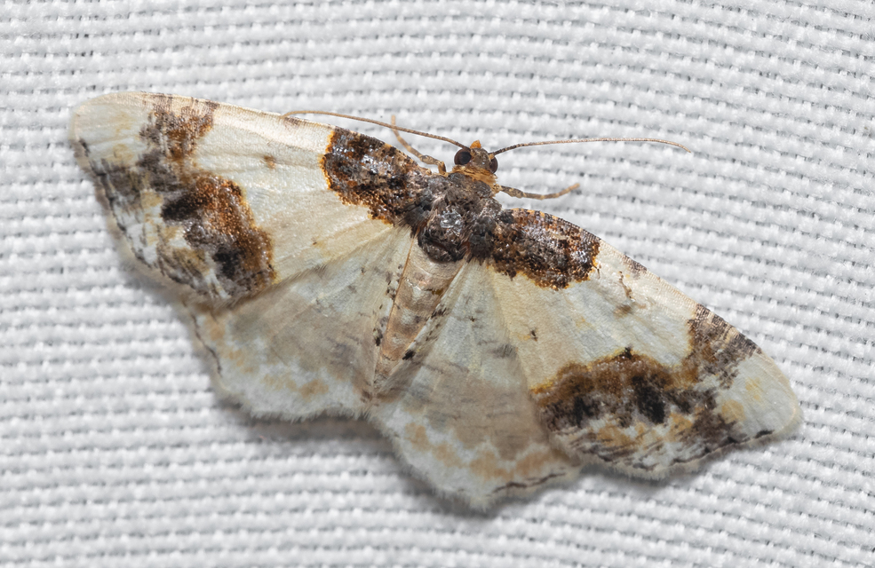 Ligdia adustata - barna levélaraszoló