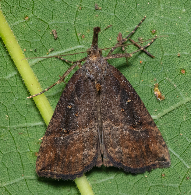 Hypena rostralis - közönséges karcsúbagoly