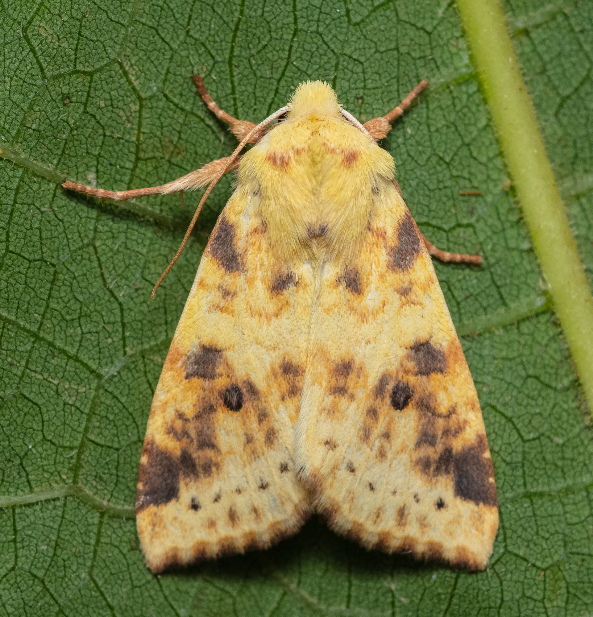 Cirrhia icteritia - nyárfa-sárgabagoly