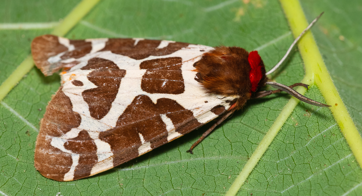 Arctia caja - közönséges medvelepke