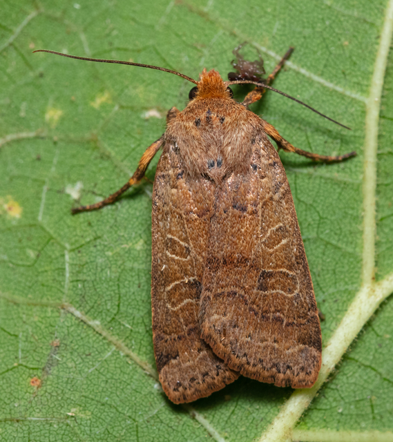Anchoscelis nitida - rozsdabarna őszibagoly