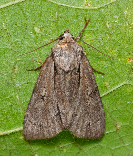 Acronicta cuspis/tridens/psi