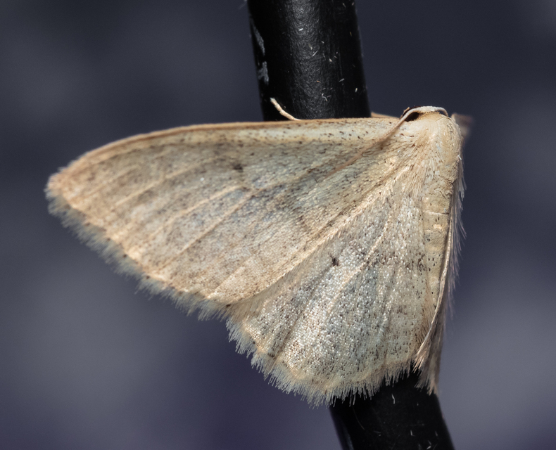 Idaea