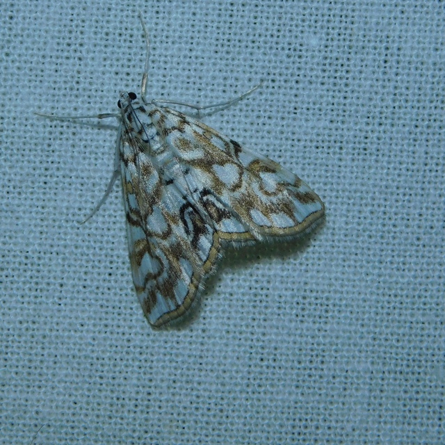 Elophila nymphaeata - tarka vízimoly