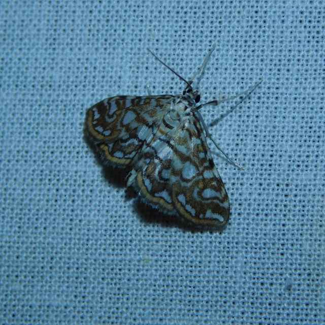 Elophila nymphaeata - tarka vízimoly