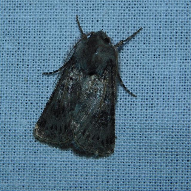 Agrotis bigramma - kétjegyű földibagoly
