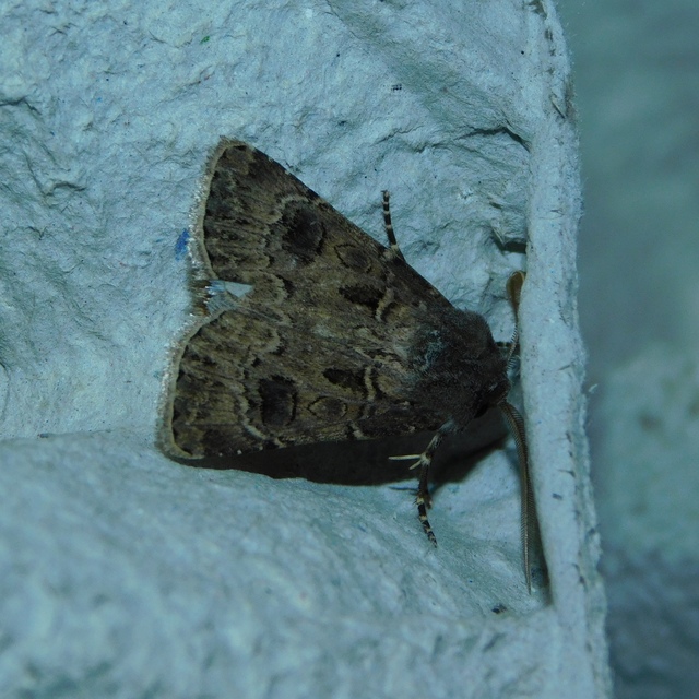 Agrotis bigramma - kétjegyű földibagoly