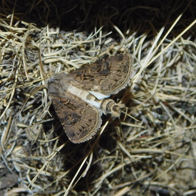 Agrotis bigramma - kétjegyű földibagoly