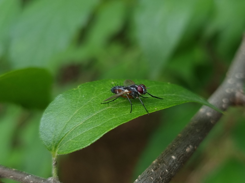 Mintho rufiventris
