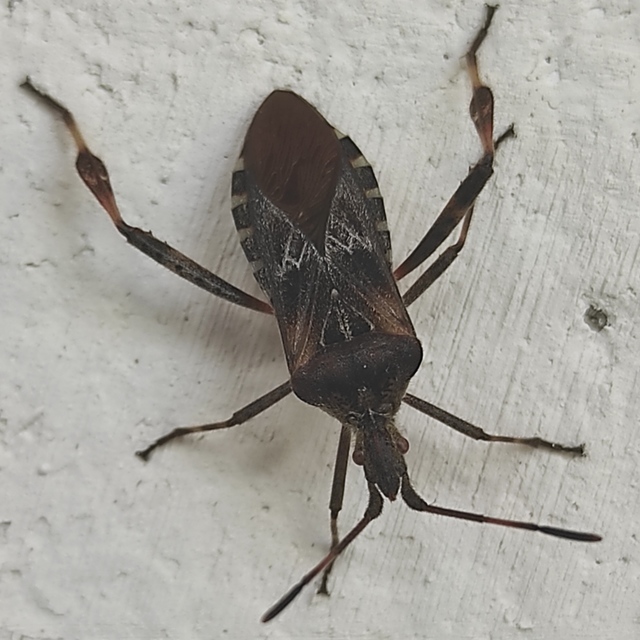 Leptoglossus occidentalis - nyugati levéllábú poloska