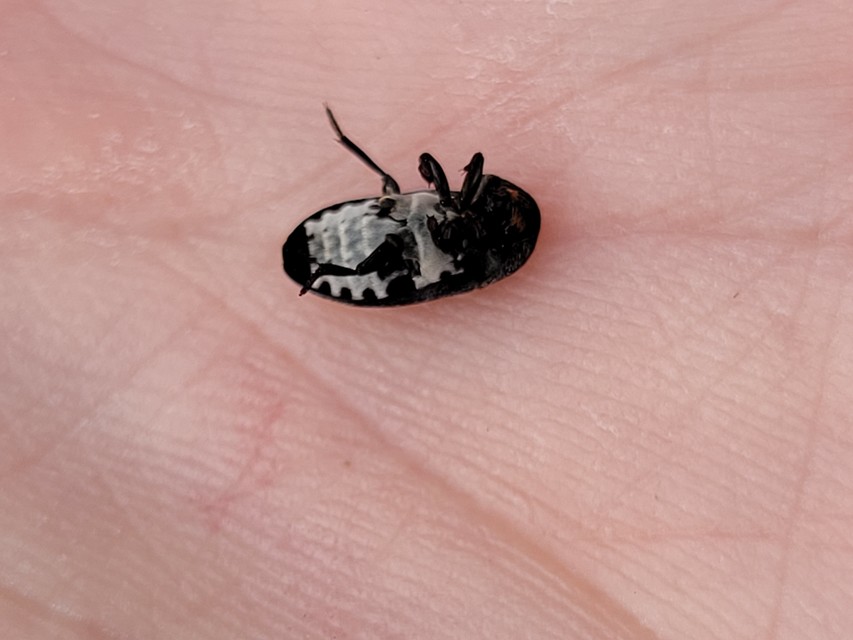 Dermestes laniarius - gyászos porva