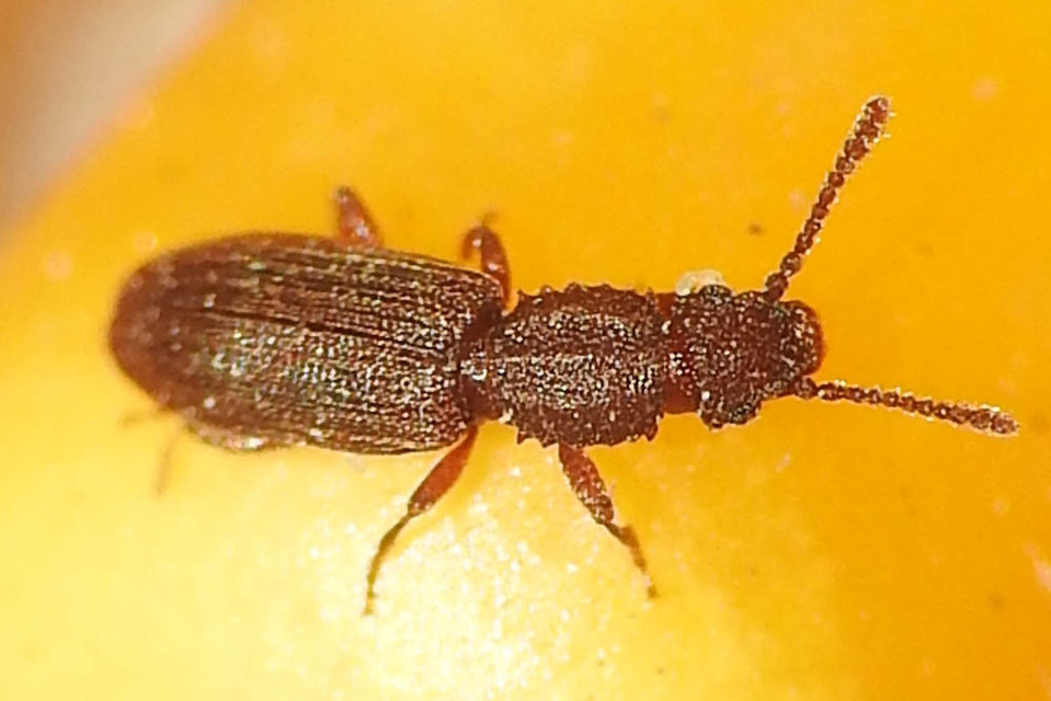 Oryzaephilus surinamensis - zsizsikfaló fogasnyakú-lapbogár