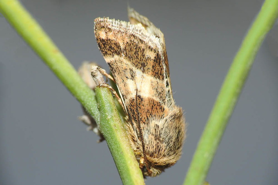 Schinia cognata - nyúlparéj-nappalibagoly