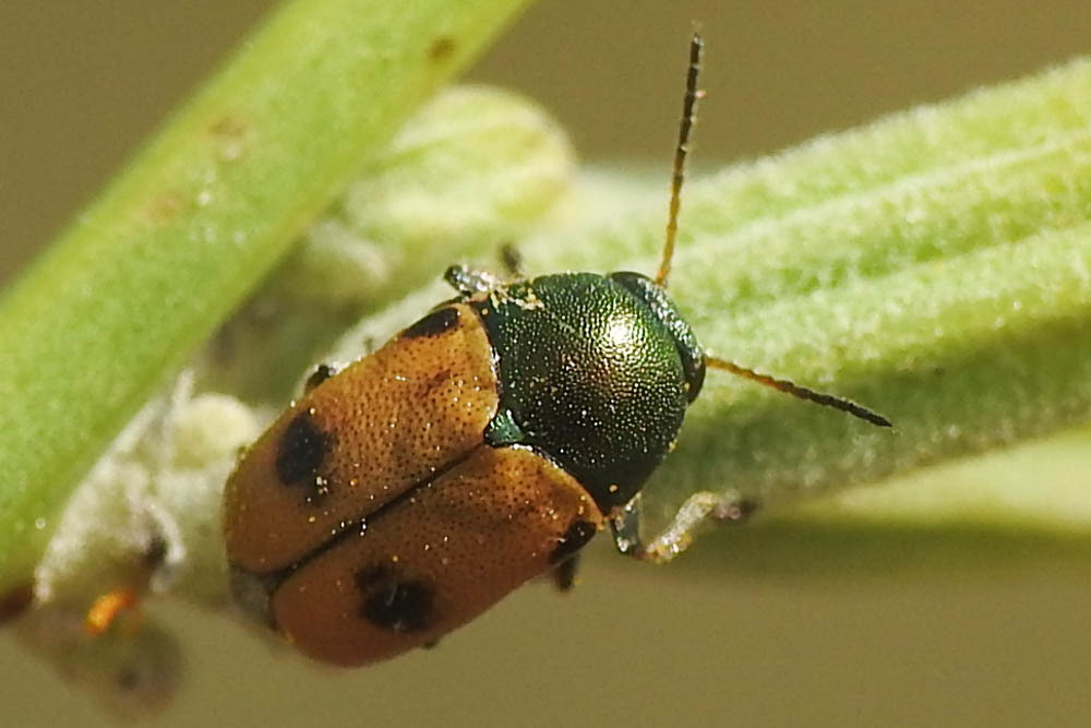 Cryptocephalus laetus - ékes zömökbogár
