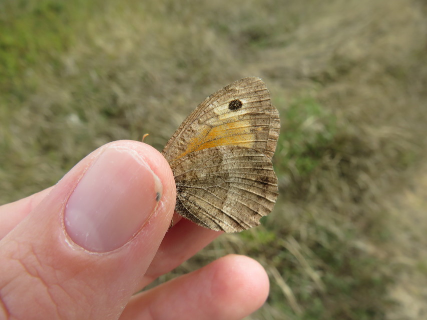 Arethusana arethusa - közönséges szemeslepke