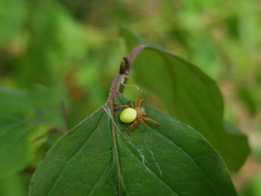 Araniella