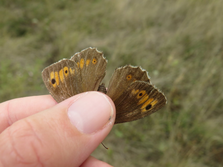 Arethusana arethusa - közönséges szemeslepke