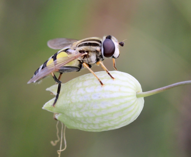 Helophilus trivittatus - nagy mocsárilégy