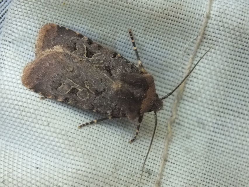 Chersotis rectangula - barna földibagoly
