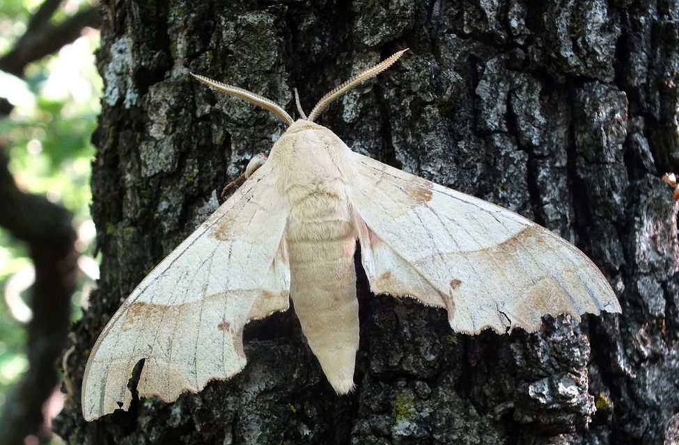 Marumba quercus - tölgyfaszender
