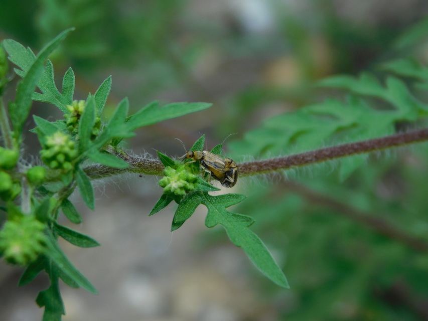 Ophraella communa - parlagfű-olajosbogár