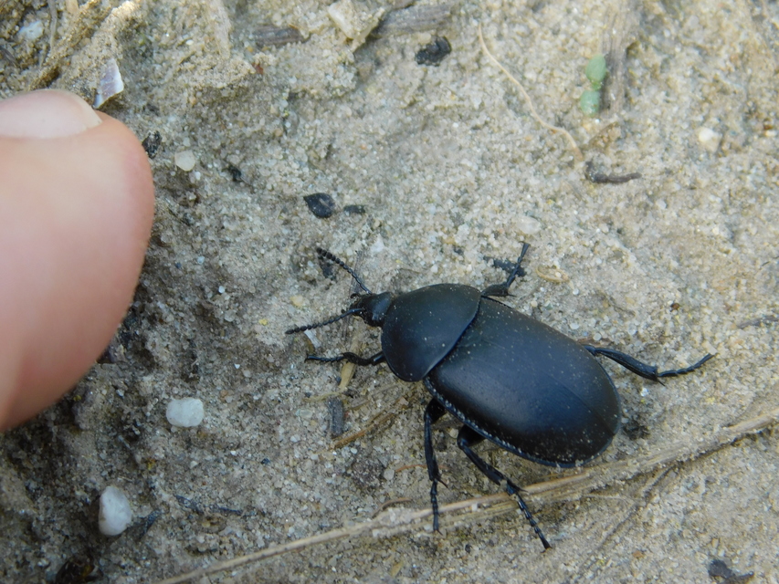 Ablattaria laevigata - sima csigarabló