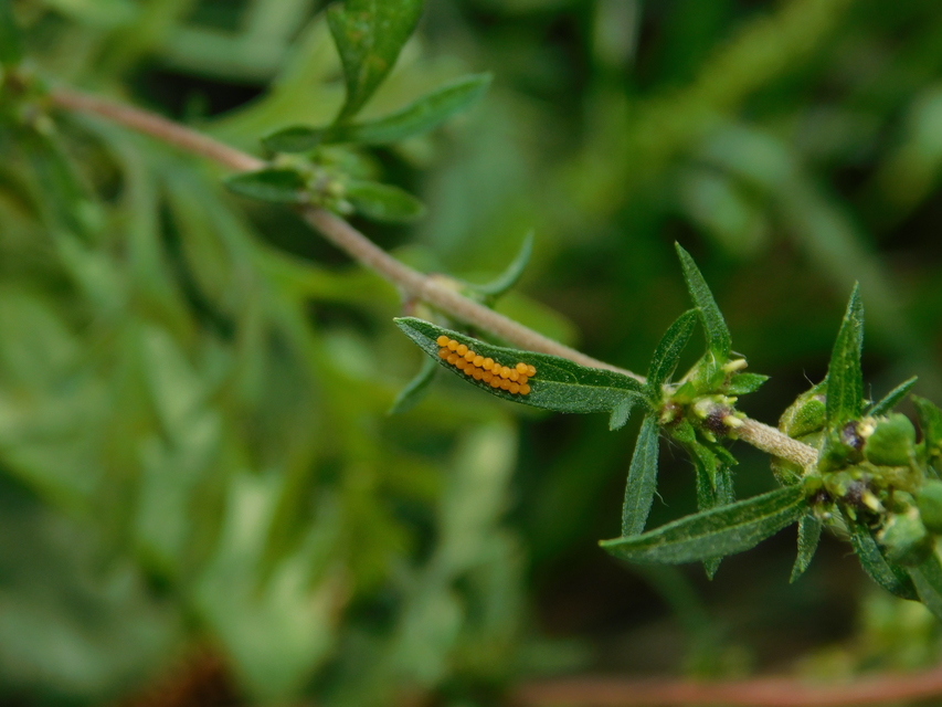 Ophraella communa - parlagfű-olajosbogár