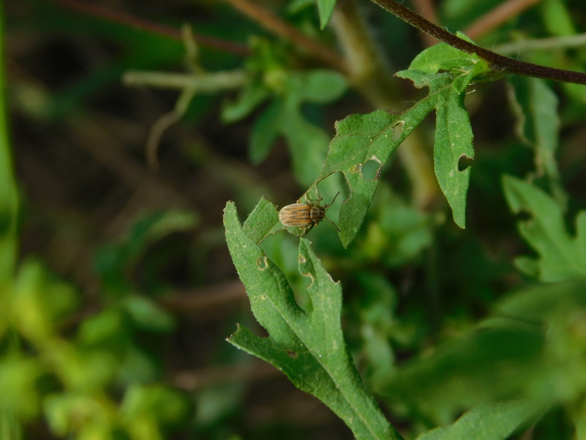 Ophraella communa - parlagfű-olajosbogár