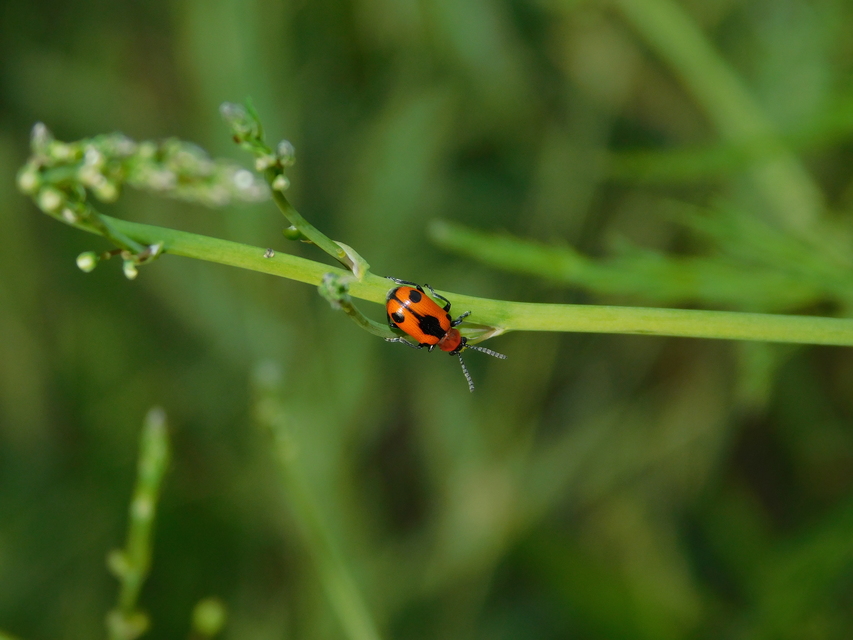 Crioceris quinquepunctata - ötpontos spárgabogár