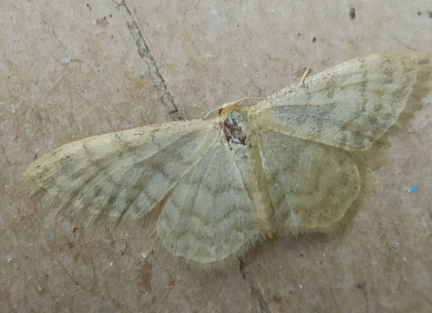 Idaea dilutaria - napvirág-apróaraszoló