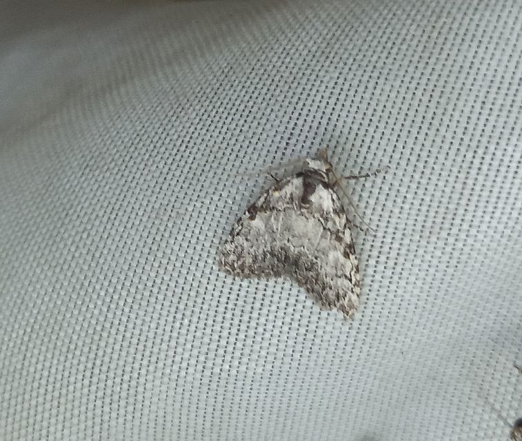 Meganola strigula - hamvas pamacsosszövő