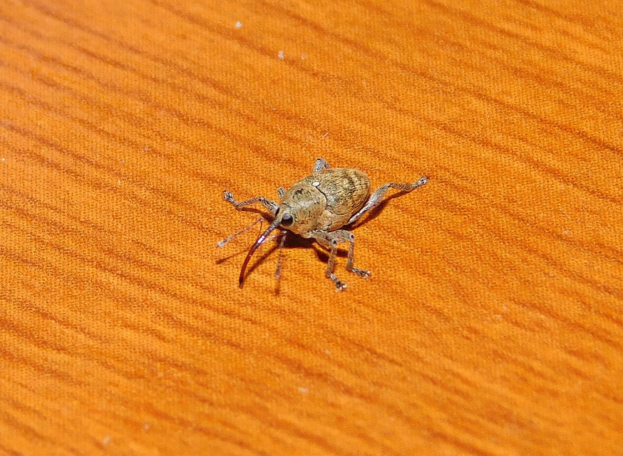 Curculio glandium - tölgymakkzsuzsóka