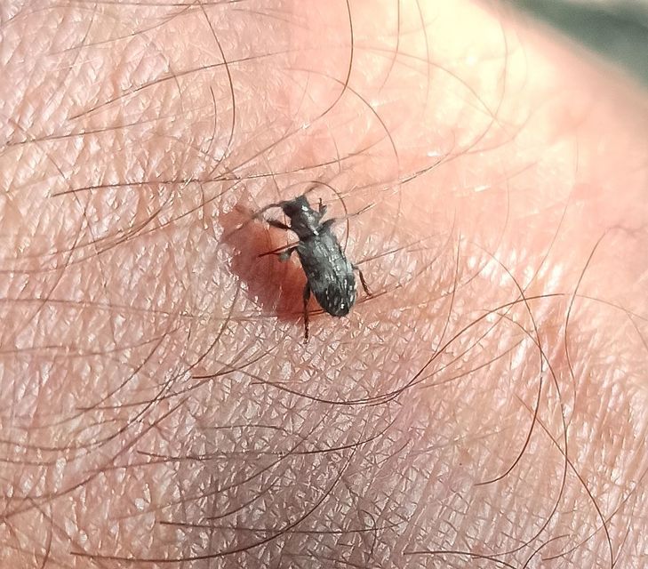 Exocentrus adspersus - tölgyfa-rőzsecincér