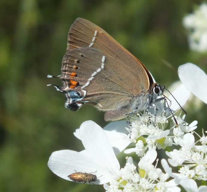 Satyrium spini - kökény-csücsköslepke