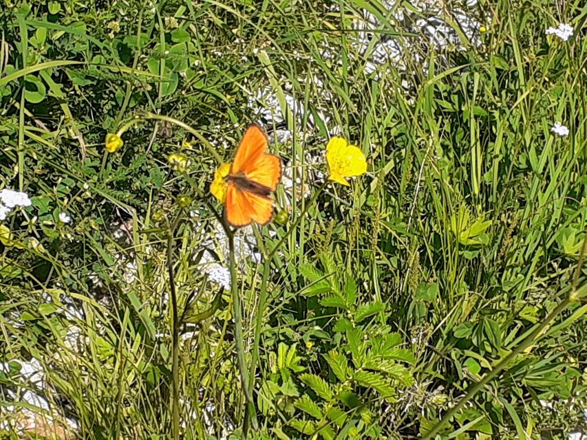 Lycaena virgaureae - arany-tűzlepke