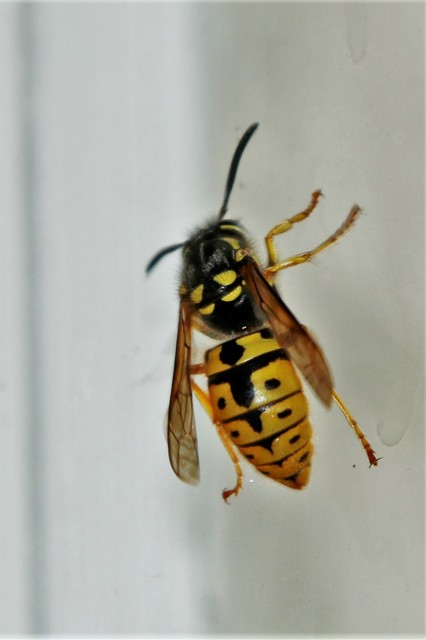 Vespula germanica - német darázs