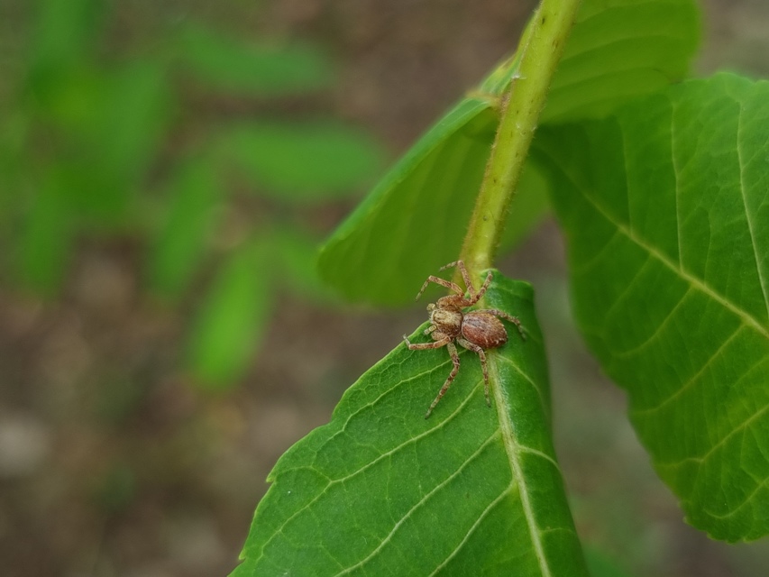Philodromus