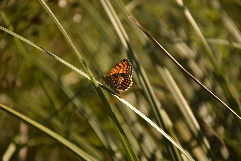 Melitaea athalia/aurelia/britomartis