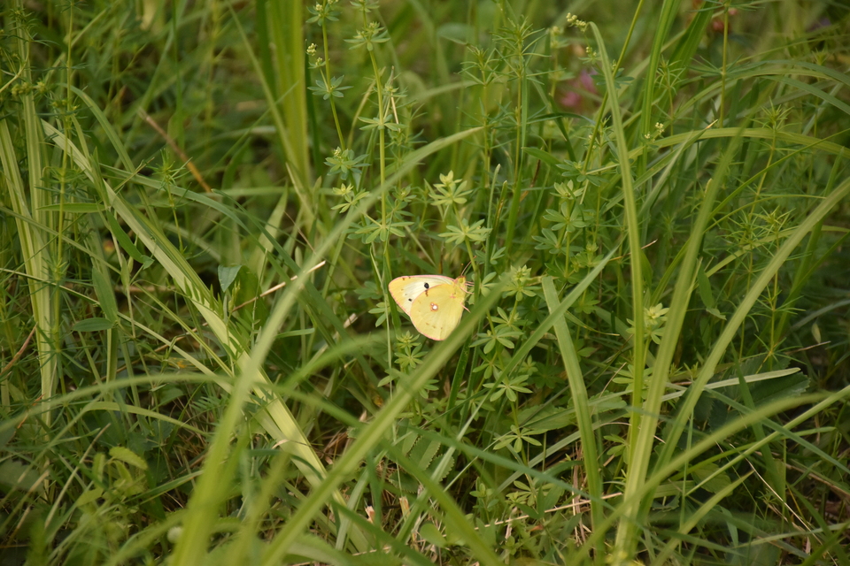 Colias hyale/alfacariensis
