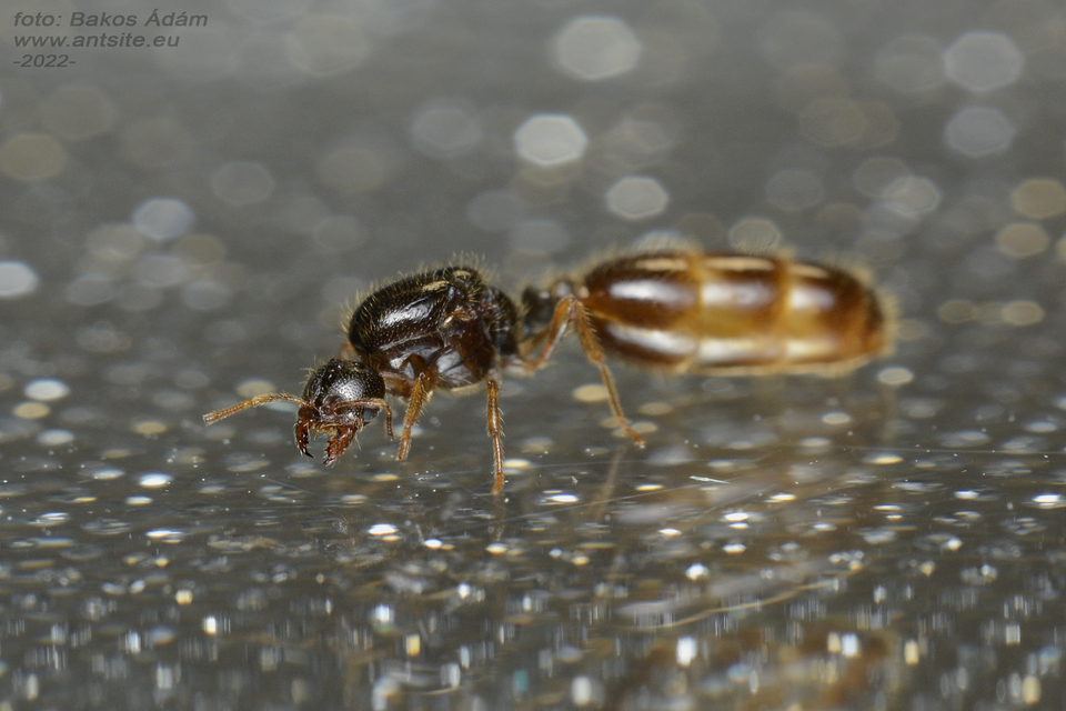 Solenopsis fugax - tolvajhangya